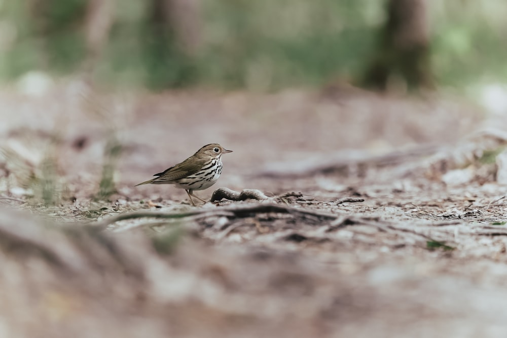 a small bird is standing on the ground