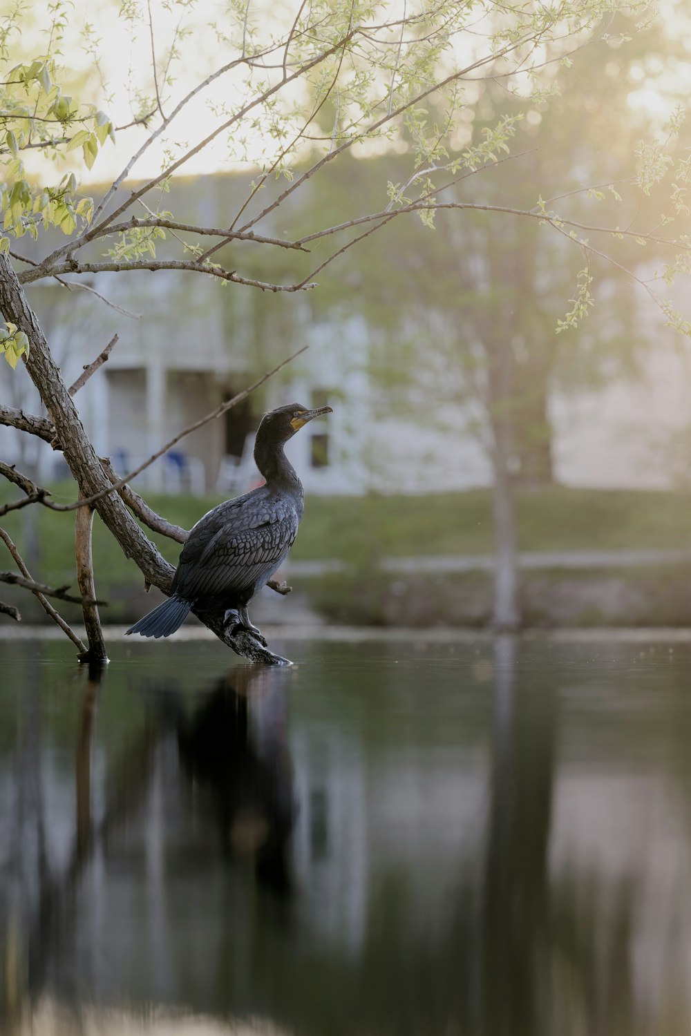 a bird sitting on a branch of a tree