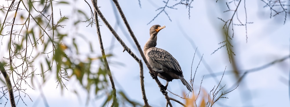 a bird sitting on a branch of a tree