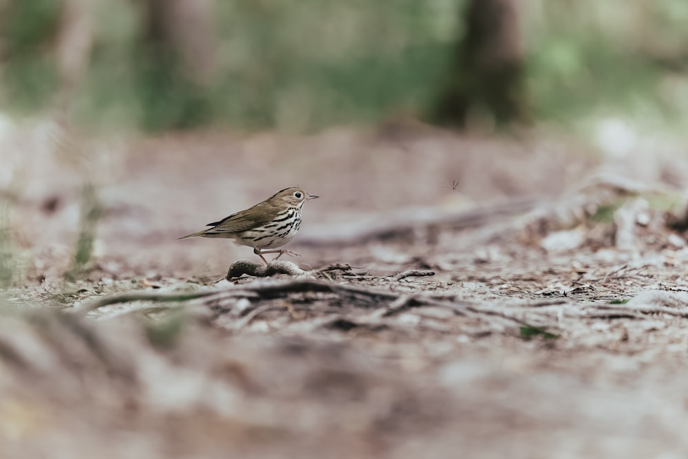 a small bird is standing on the ground