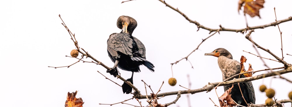 a couple of birds sitting on top of a tree