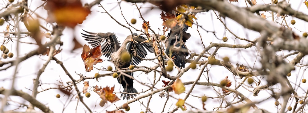 a couple of birds sitting on top of a tree