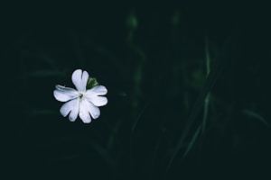 Silent Bloom