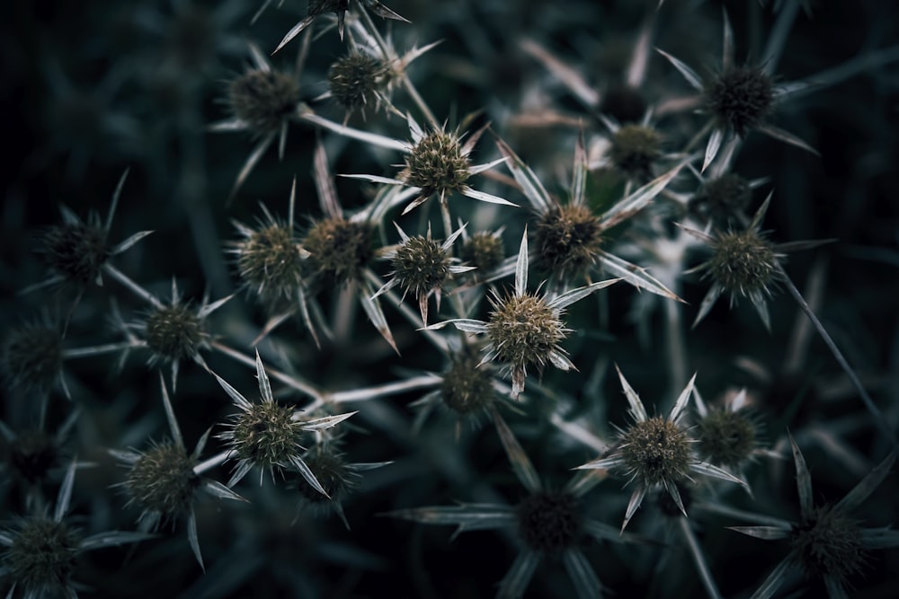 a close up of a plant with many small flowers