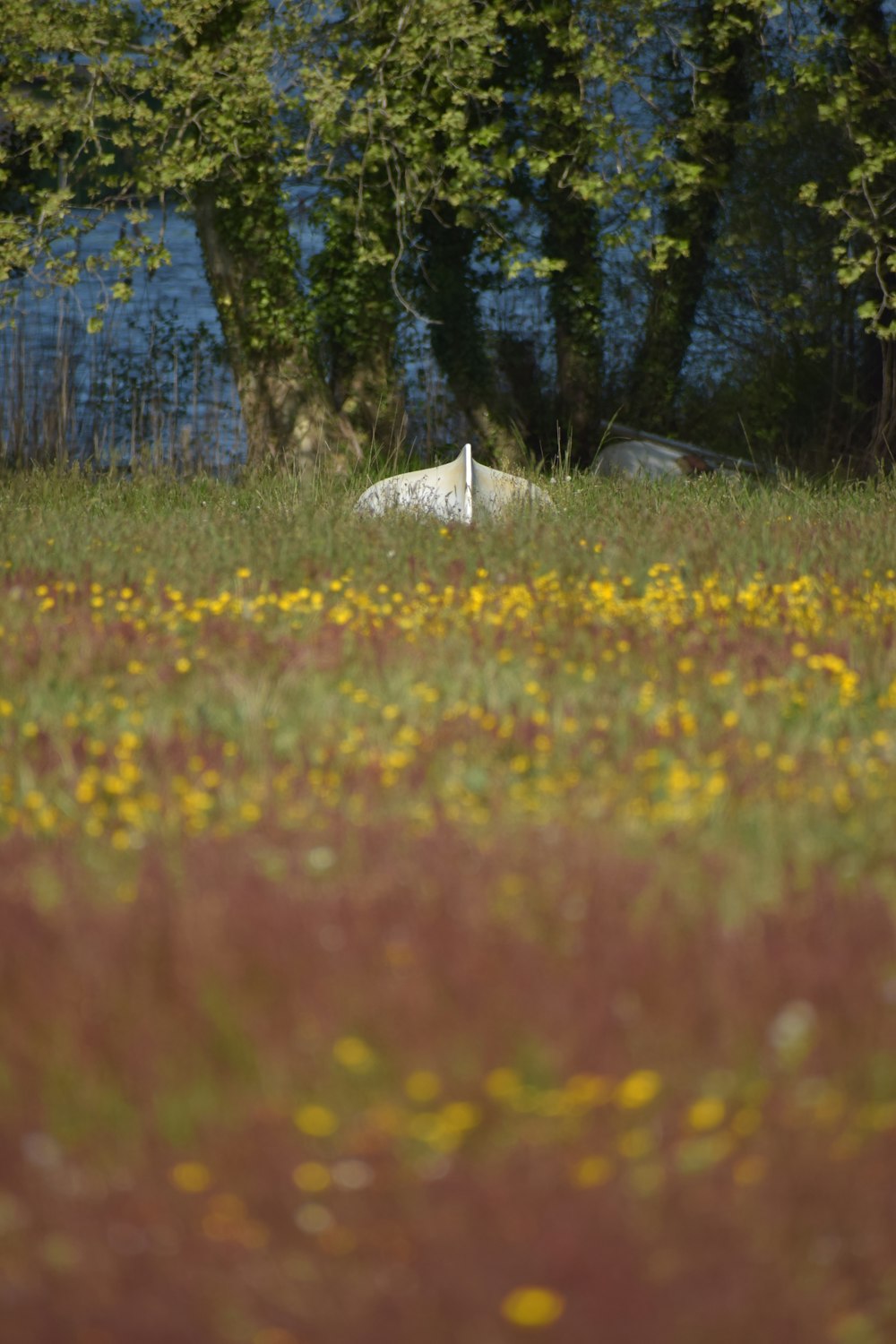 a white swan is sitting in a field of flowers