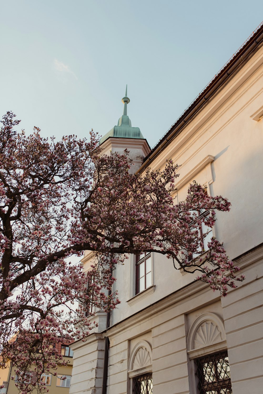 a tree with pink flowers in front of a building