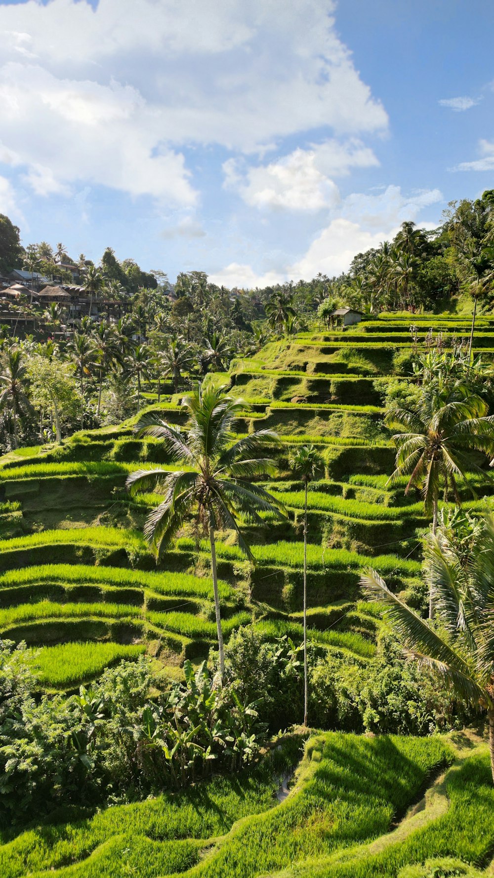 a lush green hillside with palm trees on it