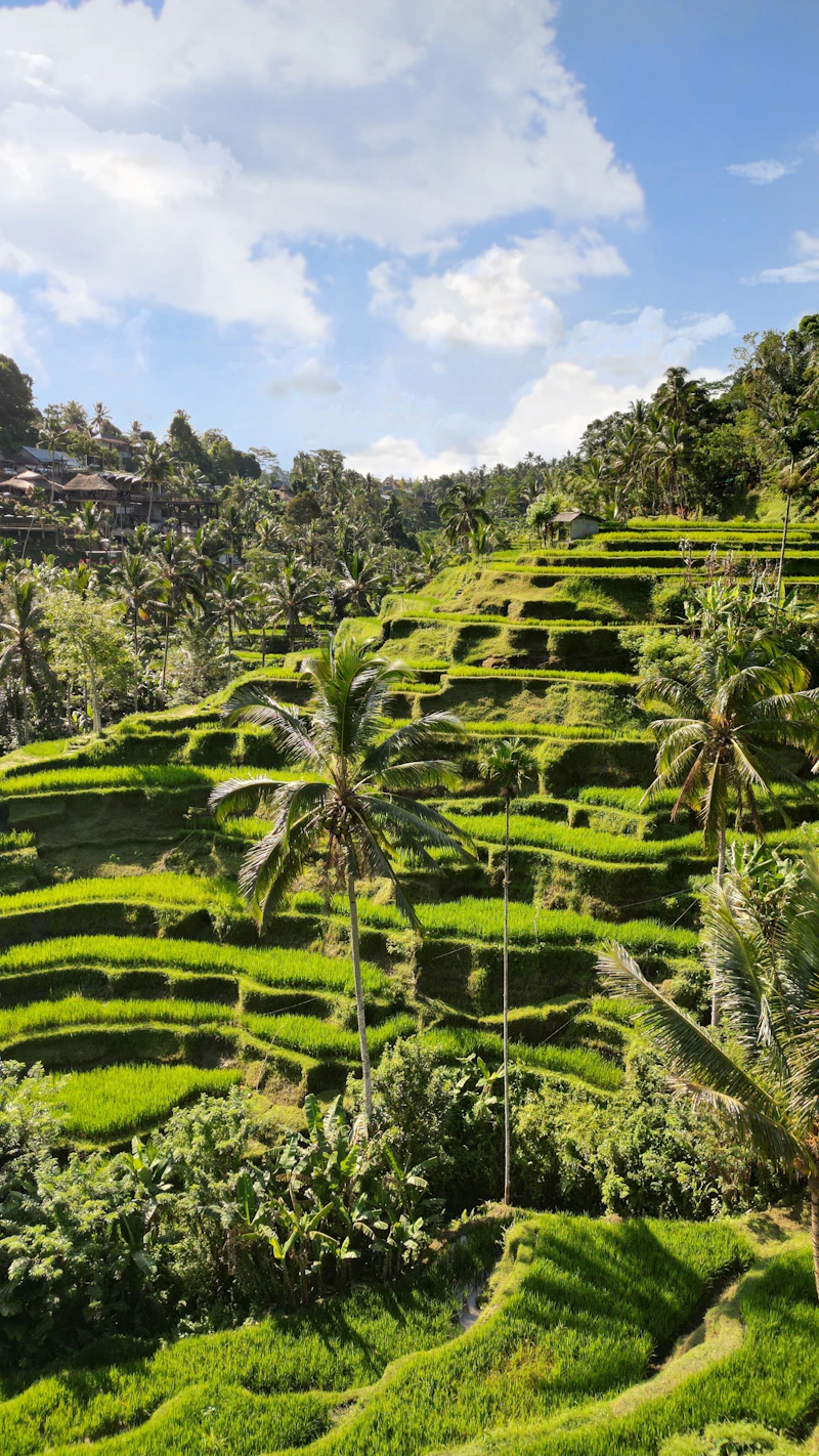 Bali rice terraces