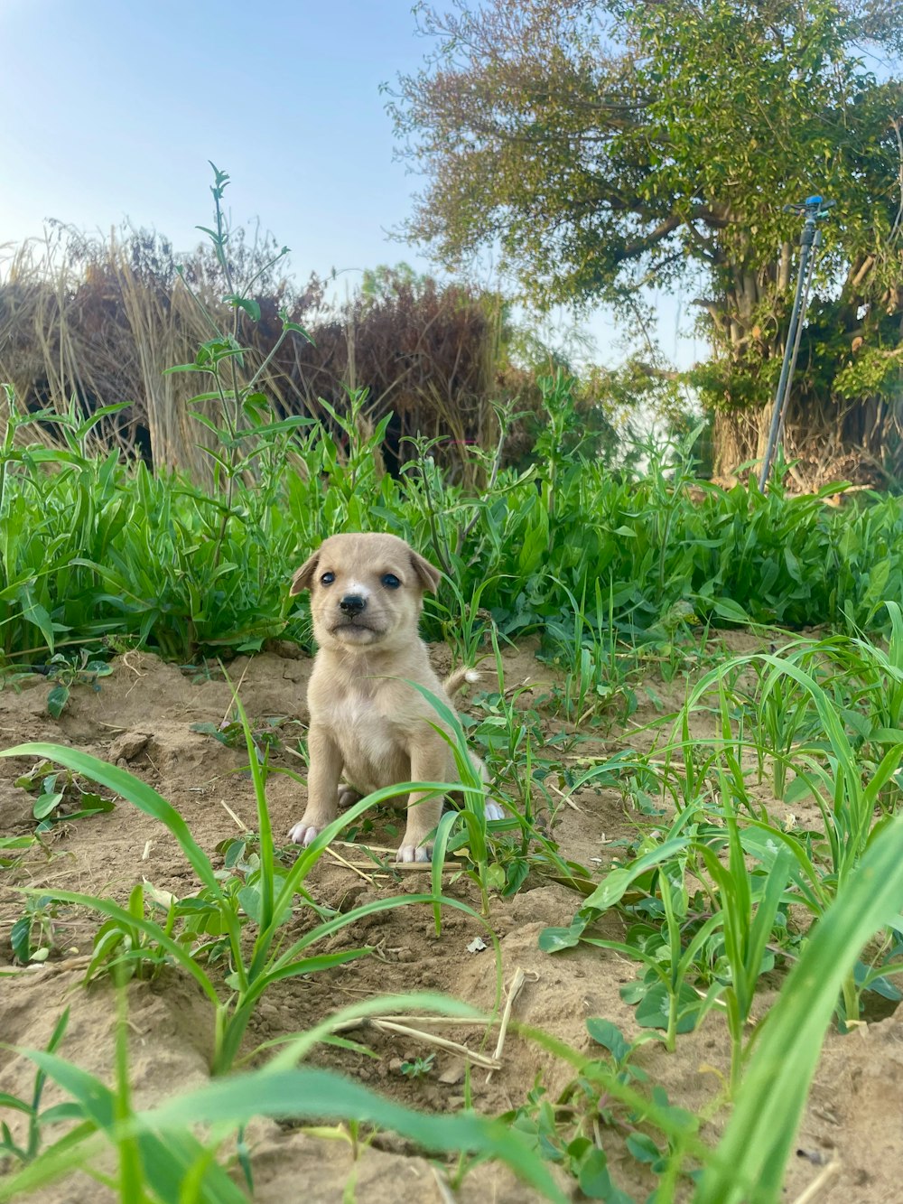 a small dog sitting in the middle of a field