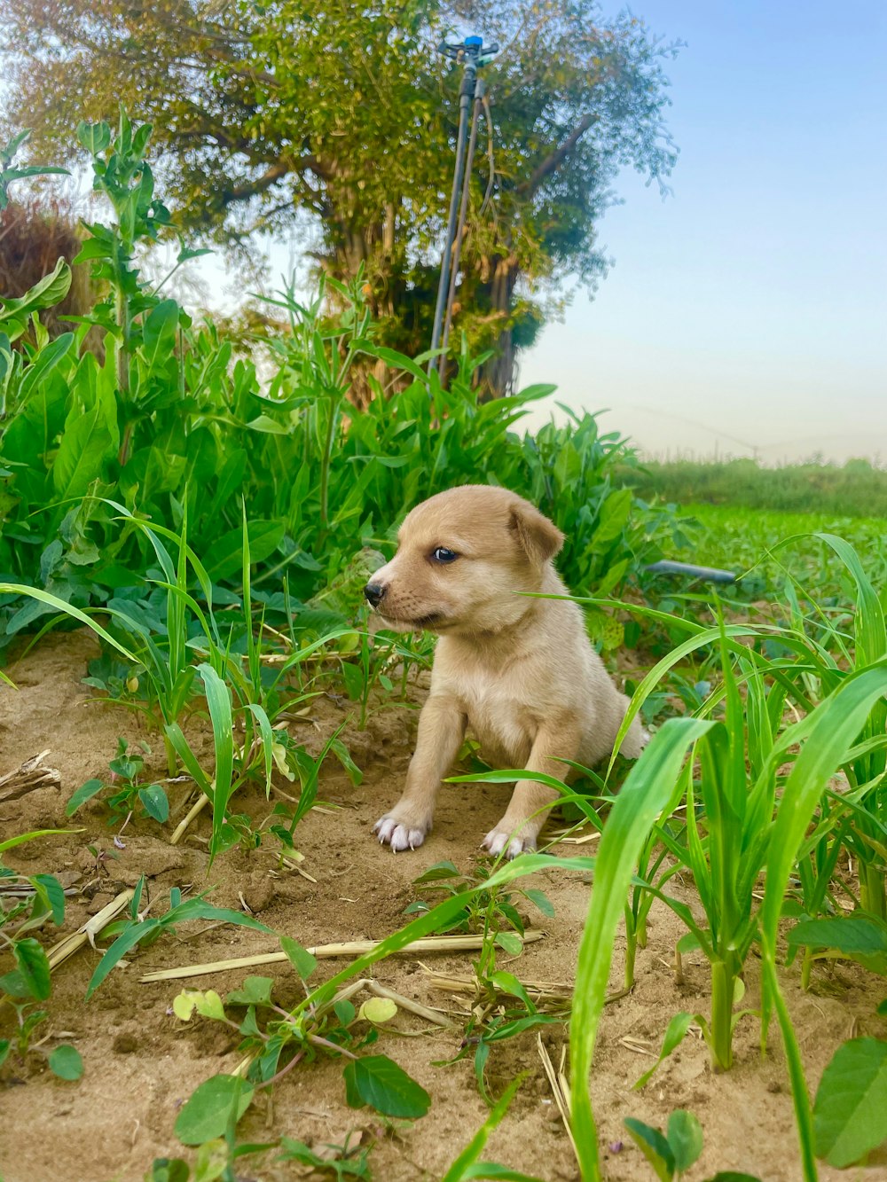 a puppy sitting in the middle of a field