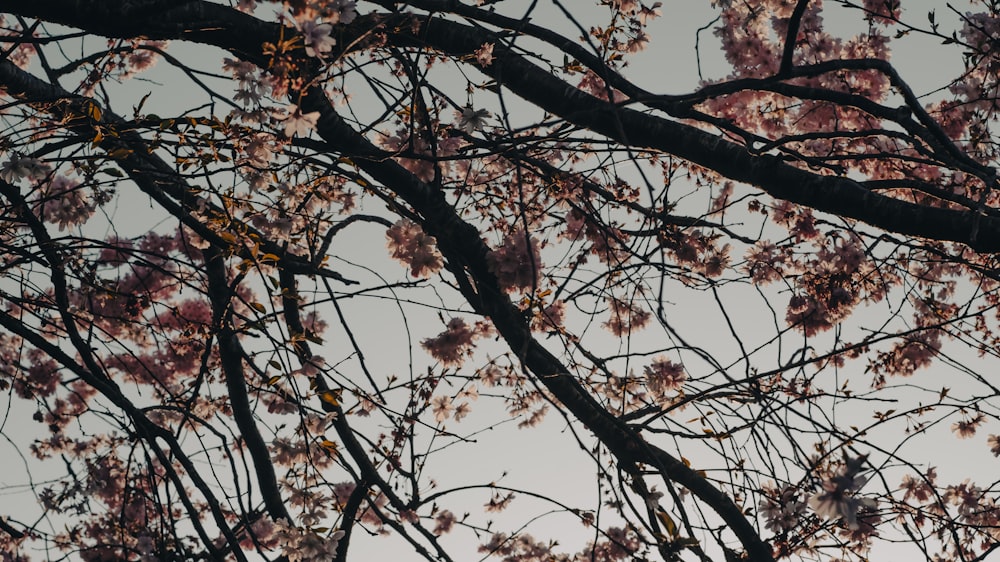 the branches of a tree with pink flowers