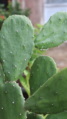 A close-up view of green cactus pads covered with water droplets. The texture is smooth with small white spines dotting the surface. The background is slightly blurred, indicating an outdoor environment with other plants.