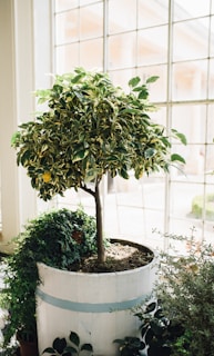 Close-up of a healthy potted lemon tree thriving indoors.