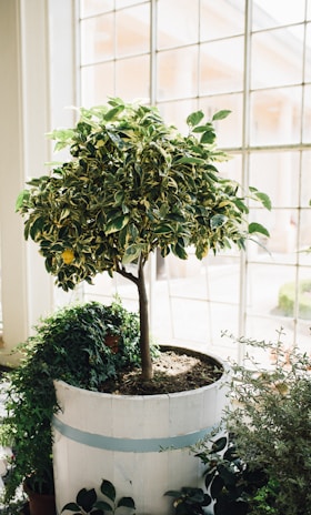 Close-up of a healthy potted lemon tree thriving indoors.