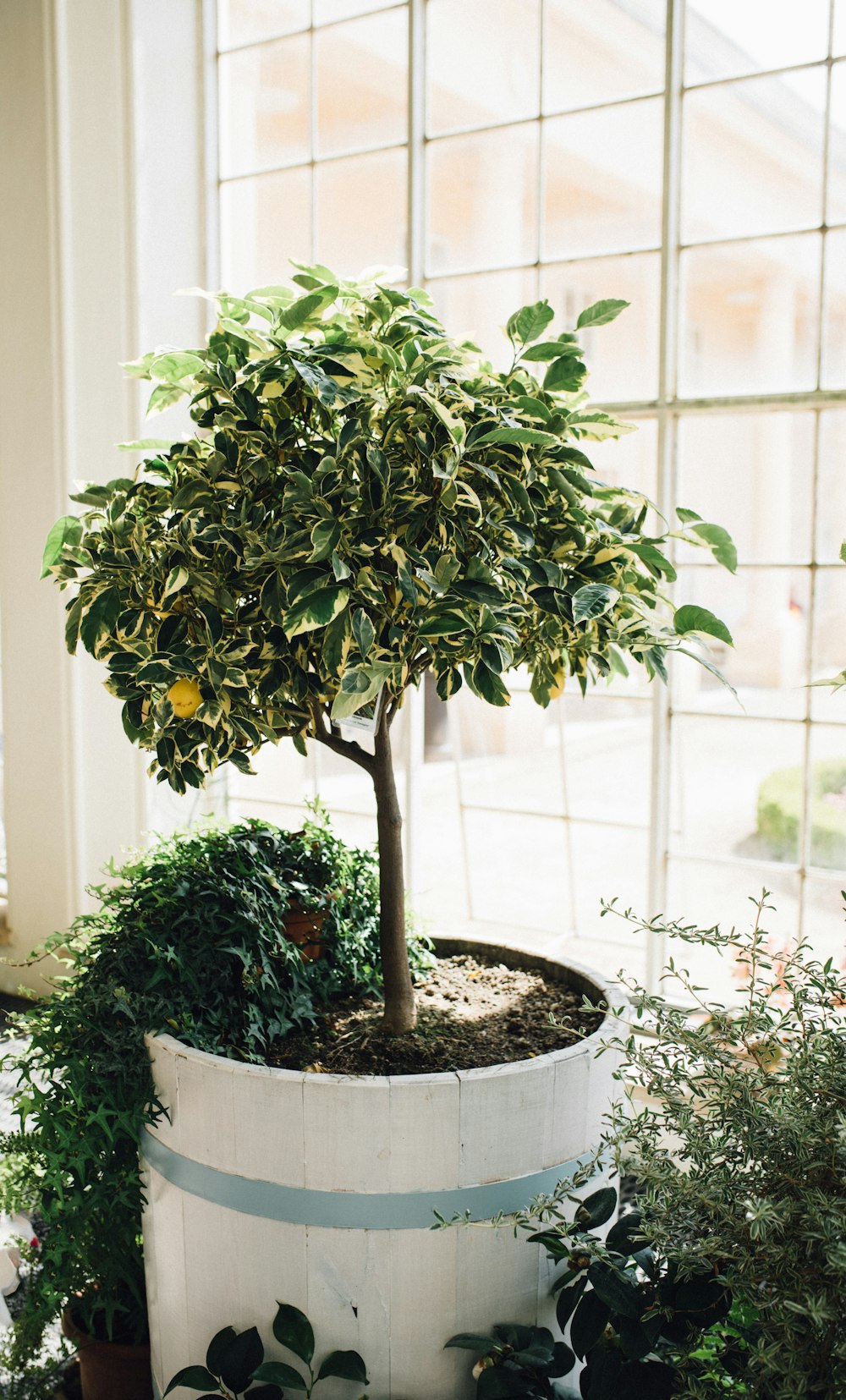 a small tree in a pot in front of a window