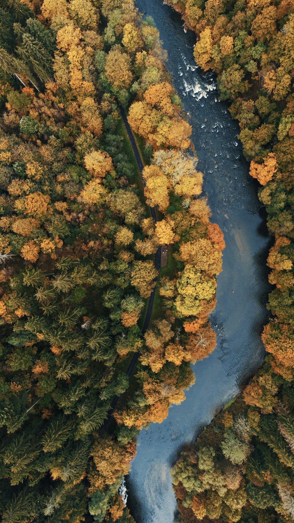 a river running through a lush green forest