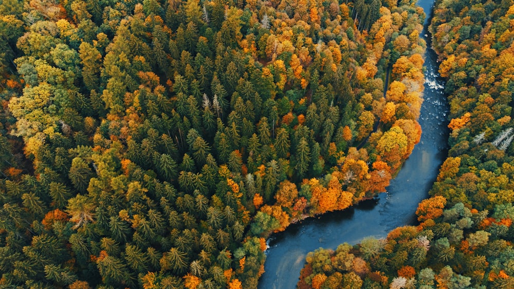 a river running through a lush green forest