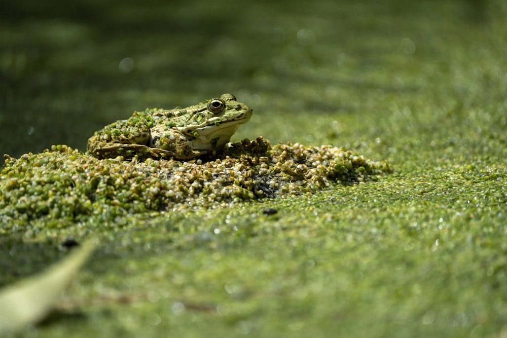 a frog sitting on top of a lush green field