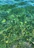 Clear, vibrant green water with visible waves and light reflections creating a dynamic pattern on the surface.