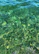 Clear, vibrant green water with visible waves and light reflections creating a dynamic pattern on the surface.