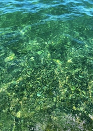 Clear, vibrant green water with visible waves and light reflections creating a dynamic pattern on the surface.