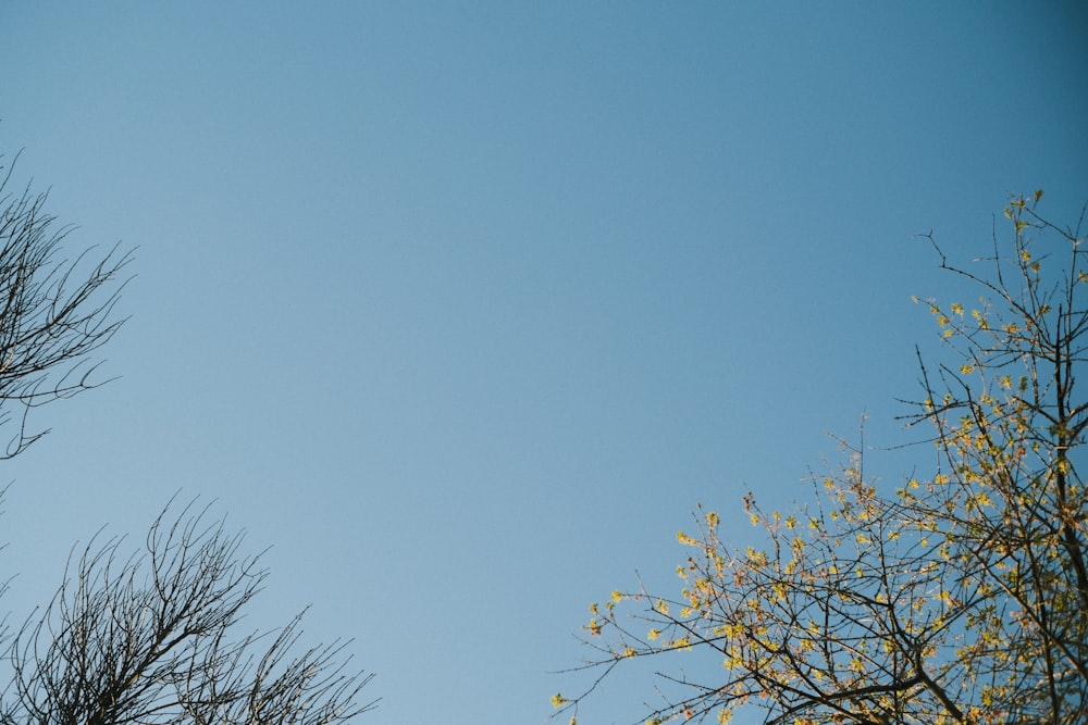 a clear blue sky with some trees in the foreground