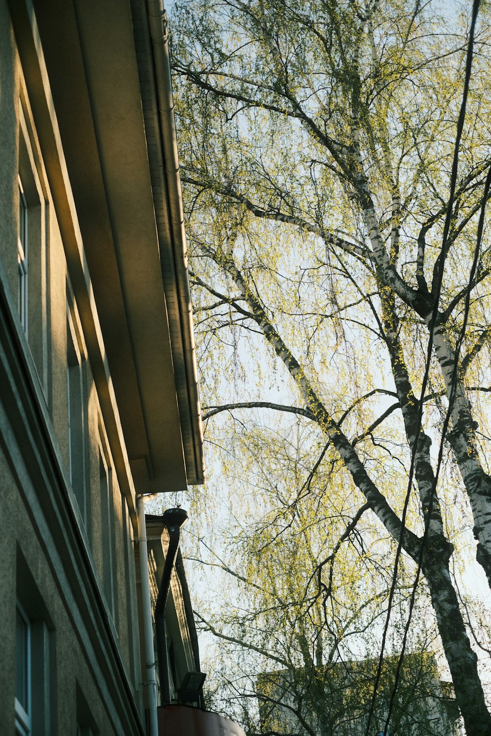 a tall tree sitting next to a tall building