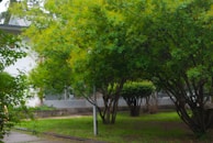 A peaceful garden setting with lush green trees and neatly trimmed bushes. A small path runs through the garden, surrounded by vibrant greenery and a calm, natural atmosphere. A subtle white building serves as a backdrop, partially hidden by the foliage.