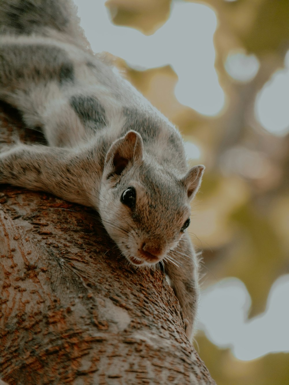 a squirrel is sitting on a tree branch