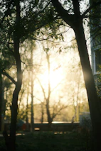 Soft sunlight filtering through trees around the terreiro, creating a calm atmosphere.