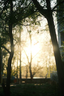 Soft sunlight filtering through trees at the entrance of the terreiro with white and brown tones