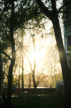 Soft sunlight filtering through trees around the terreiro, creating a calm atmosphere.