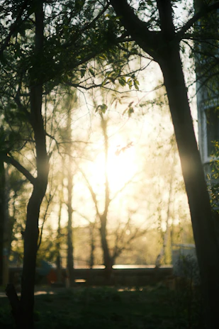 Soft sunlight filtering through trees at the entrance of the terreiro with white and brown tones