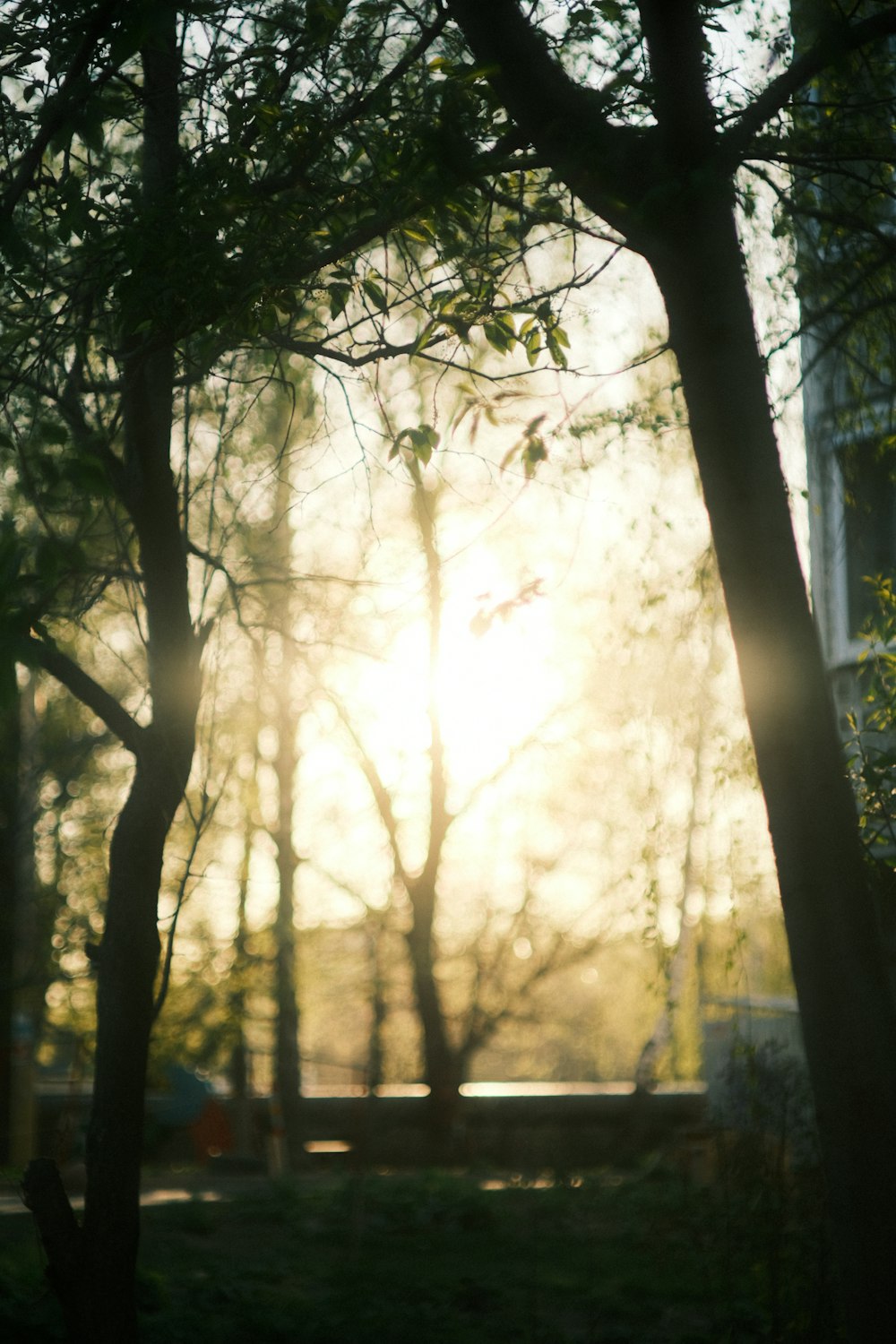 the sun is shining through the trees in the park