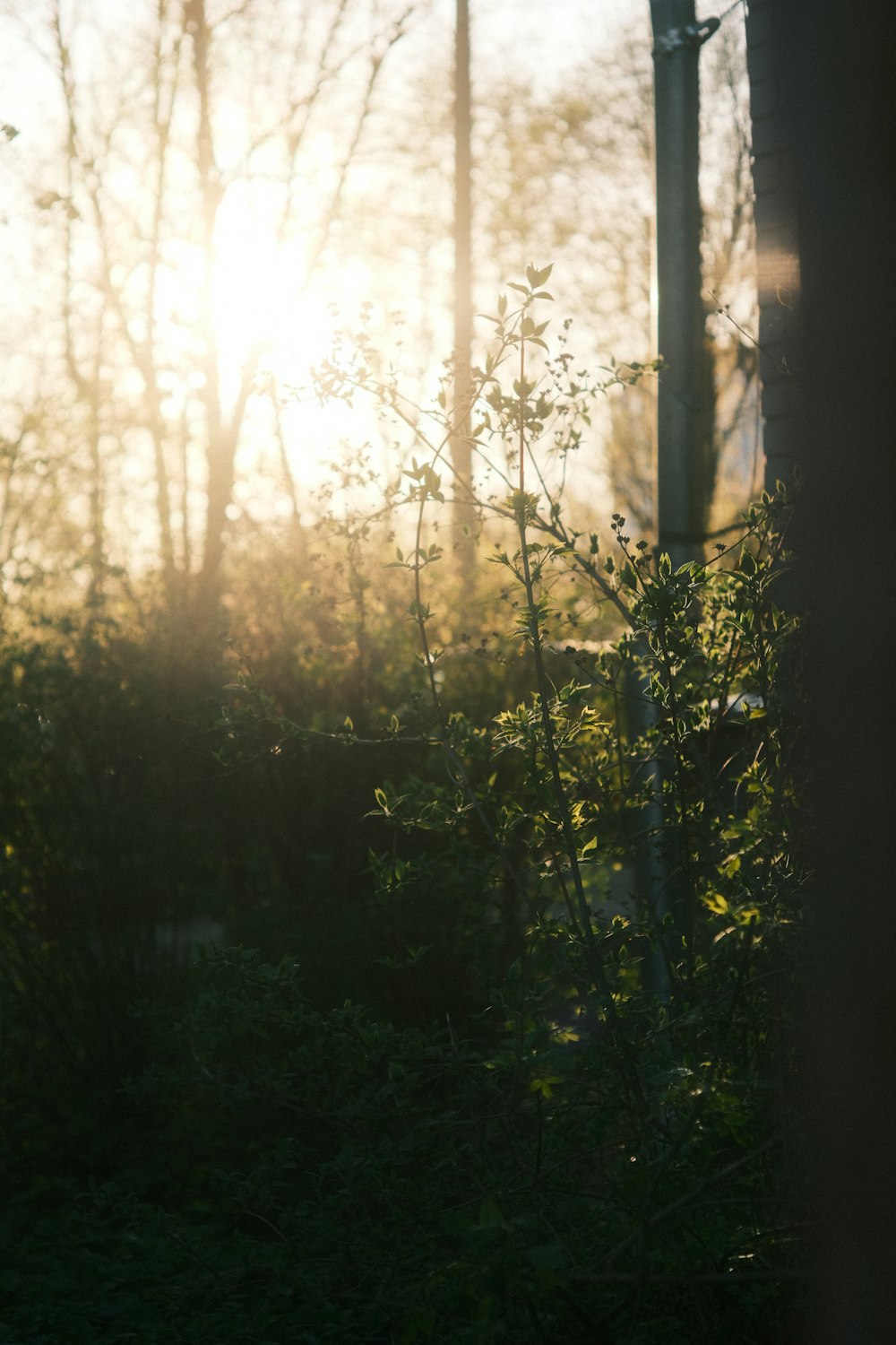 the sun is shining through the trees in the woods