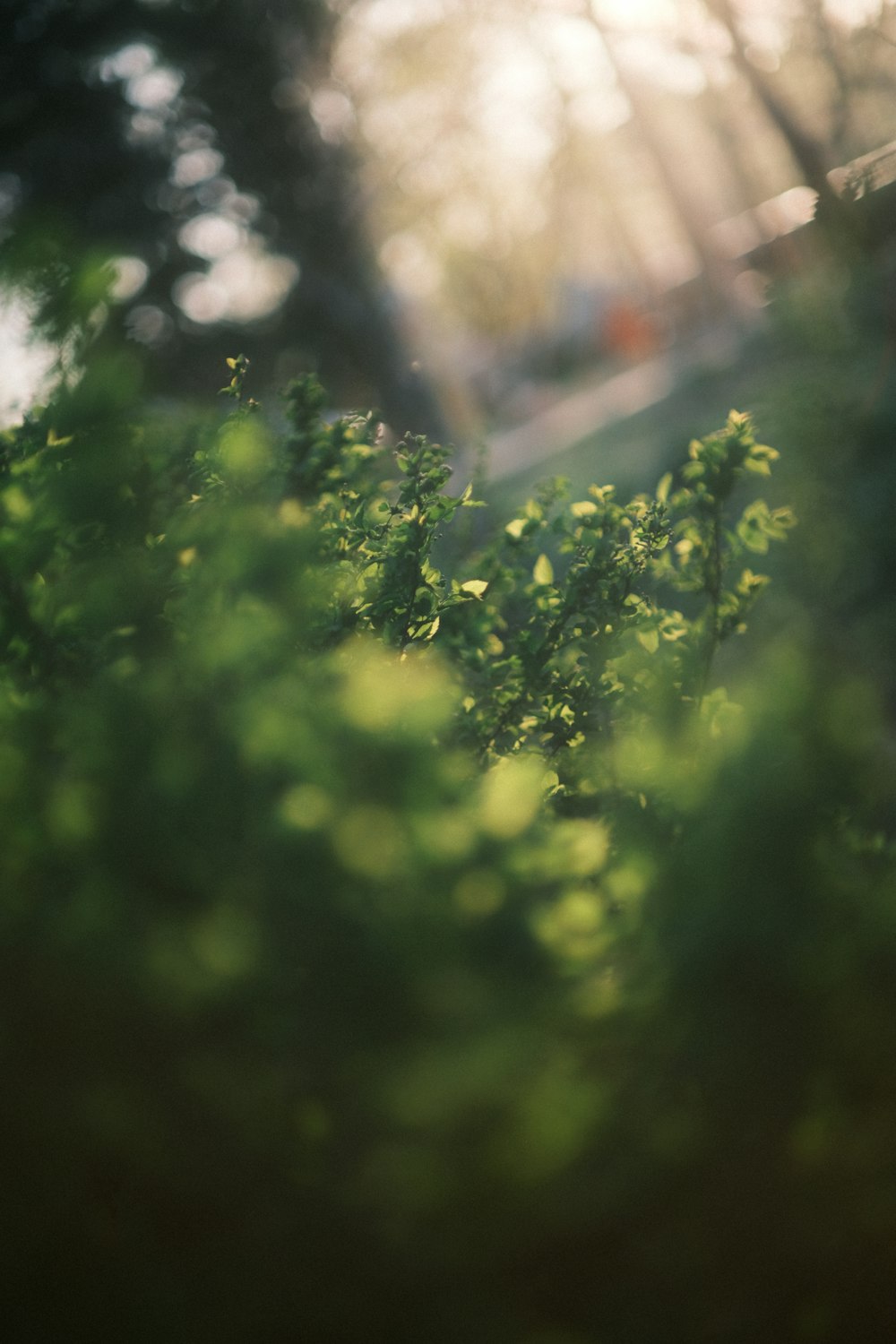 a blurry photo of some trees and a bench