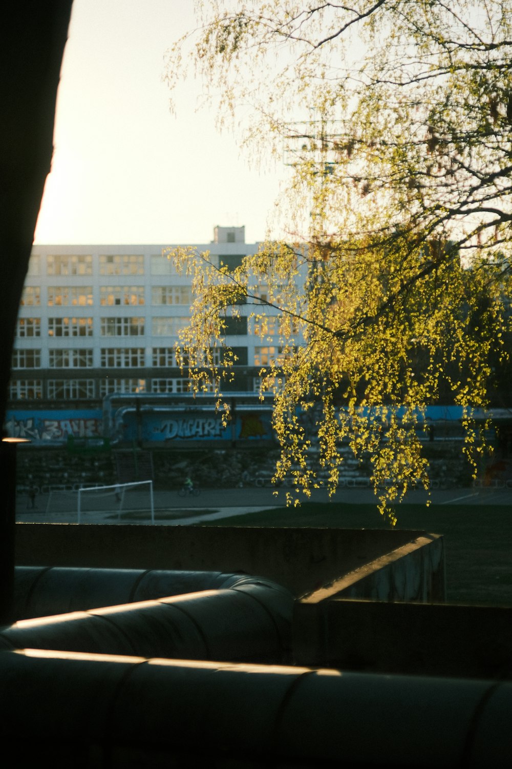 a tree in front of a building with a building in the background