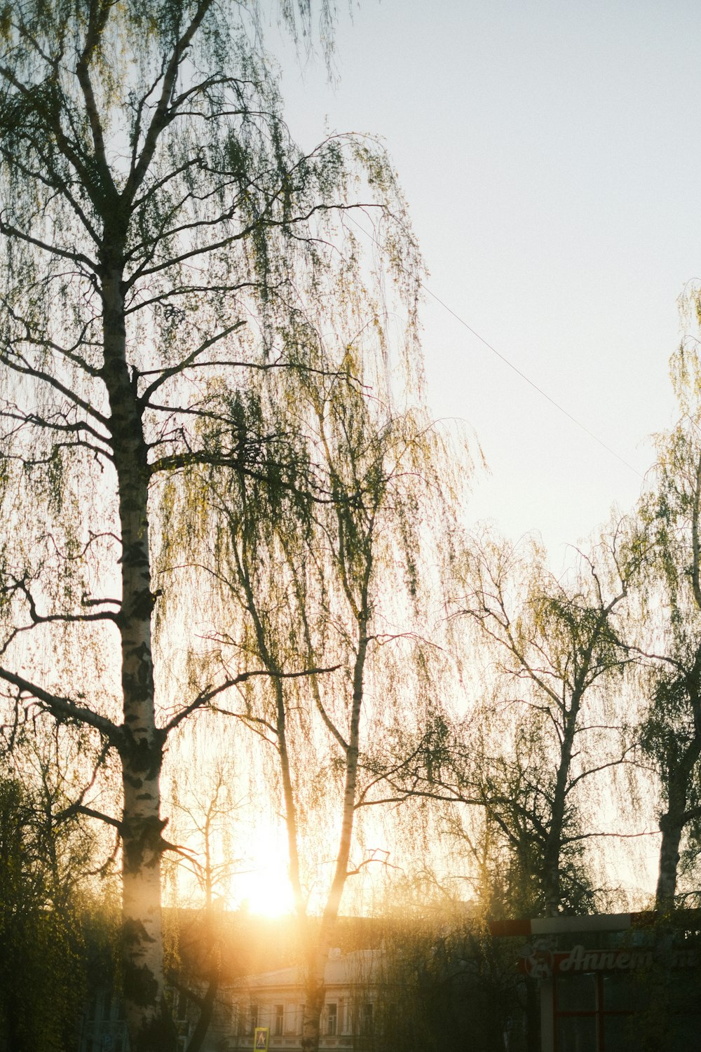 the sun is setting behind the trees in the park