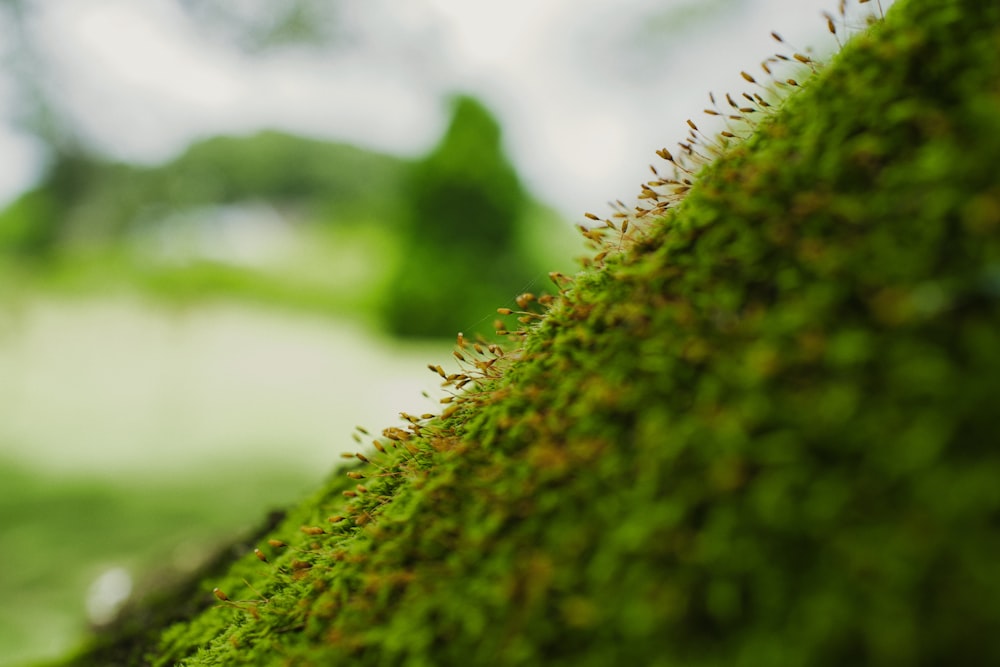 a close up of a mossy surface with trees in the background
