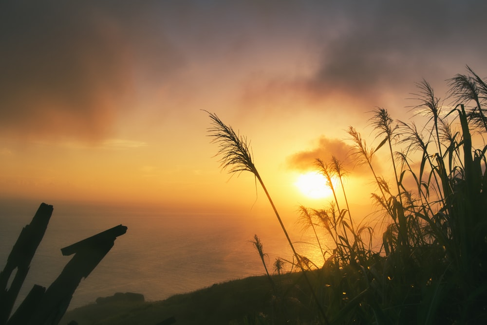 the sun is setting over the ocean with tall grass in the foreground