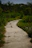 A winding garden path paved with neat, solid concrete blocks surrounded by greenery.