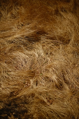 a close up of a bunch of dry grass