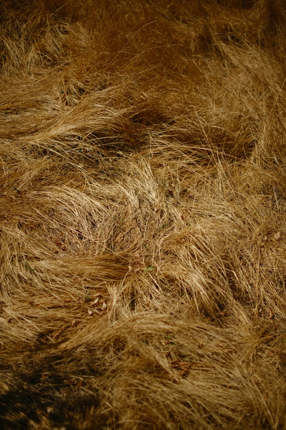 a close up of a bunch of dry grass