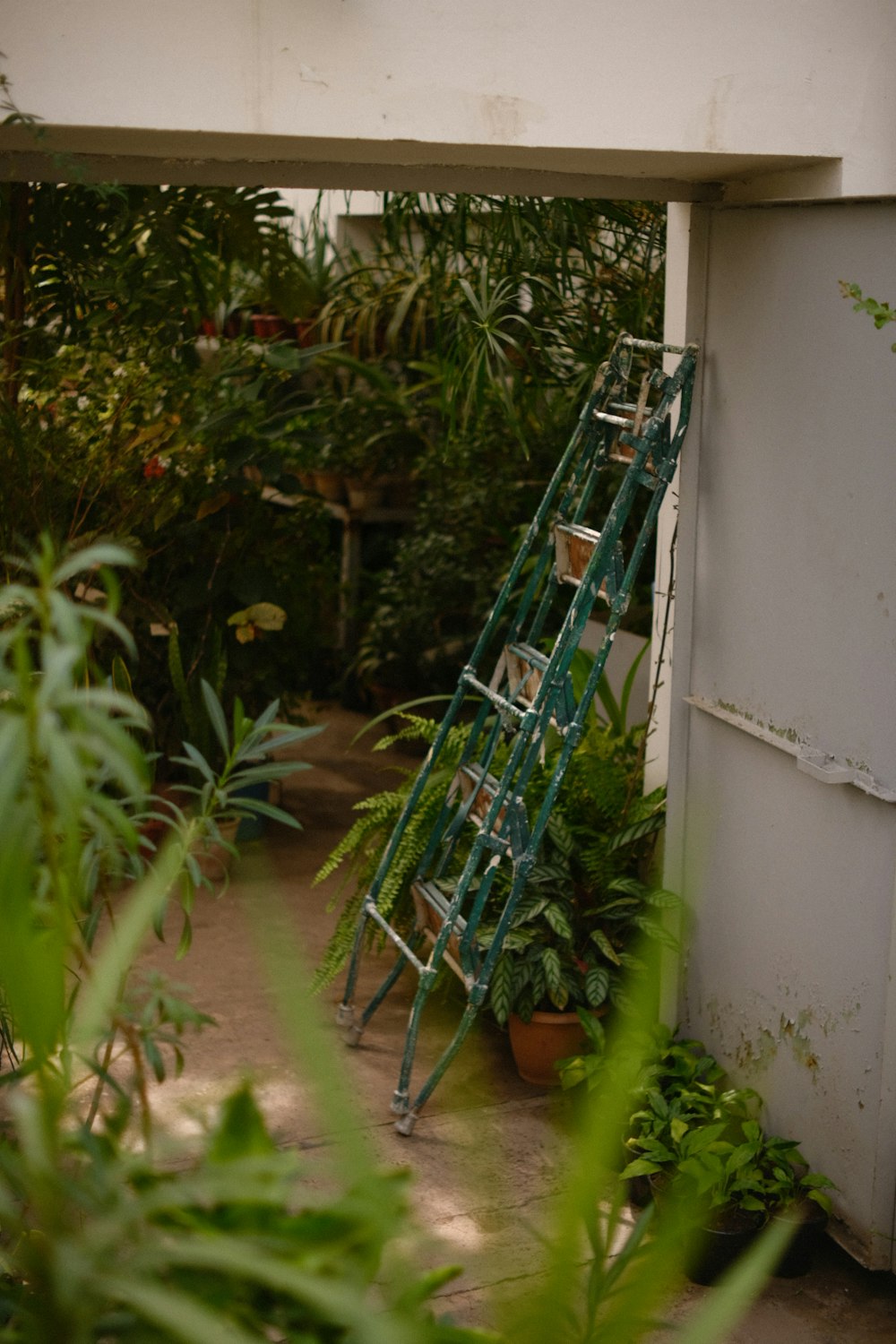 a ladder leaning against a wall in a garden