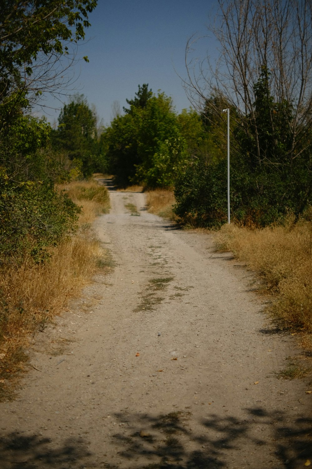 a dirt road surrounded by tall grass and trees