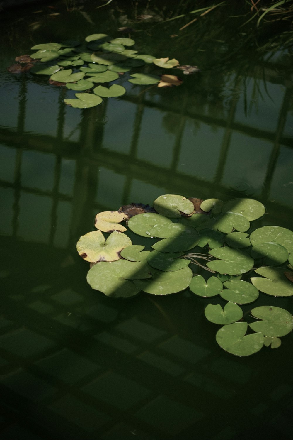 a pond filled with water lilies and green leaves