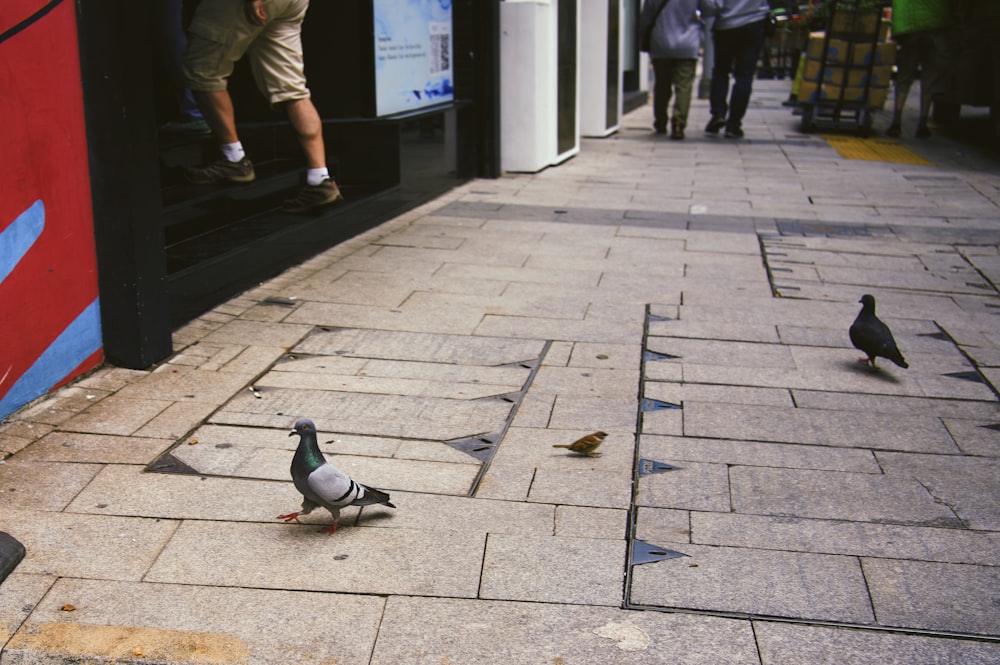 a couple of birds that are standing on a sidewalk