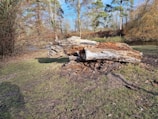 a large tree stump sitting in the middle of a field