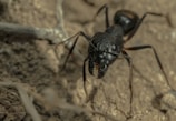 A close-up of a large black ant on a textured, earthy surface. The ant's mandibles are prominent, and its body is glossy and detailed against the background of dry soil.