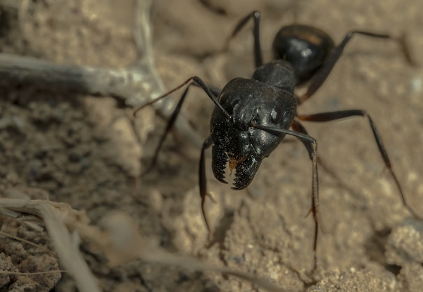 a couple of black bugs standing on top of a dirt ground